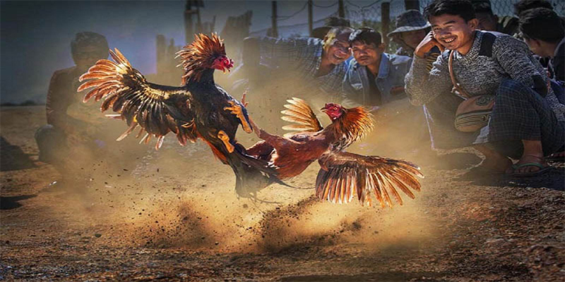 rr8822 chơi bắn cá đổi thưởng