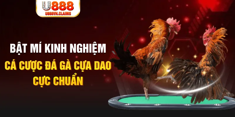 rr8822 tỷ lệ cá cược châu á là gì