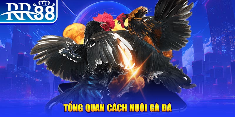 rr8822 VA Điện Tử