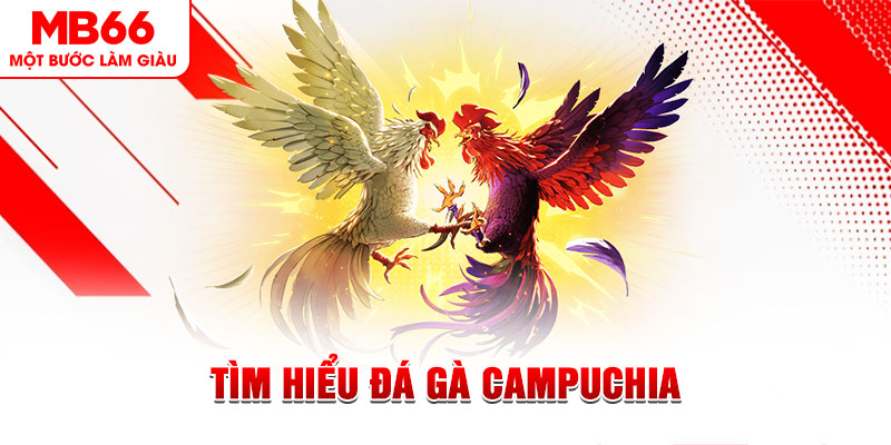 rr8822 đá gà trực tiếp