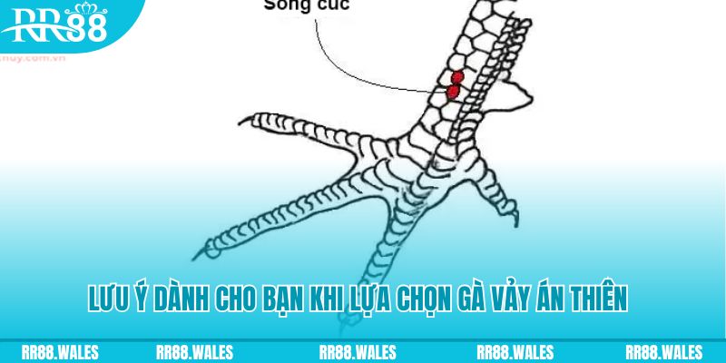 rr8822 xổ số đồng nai