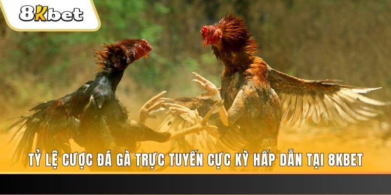 rr8822 đăng nhập phỏm trực tiếp